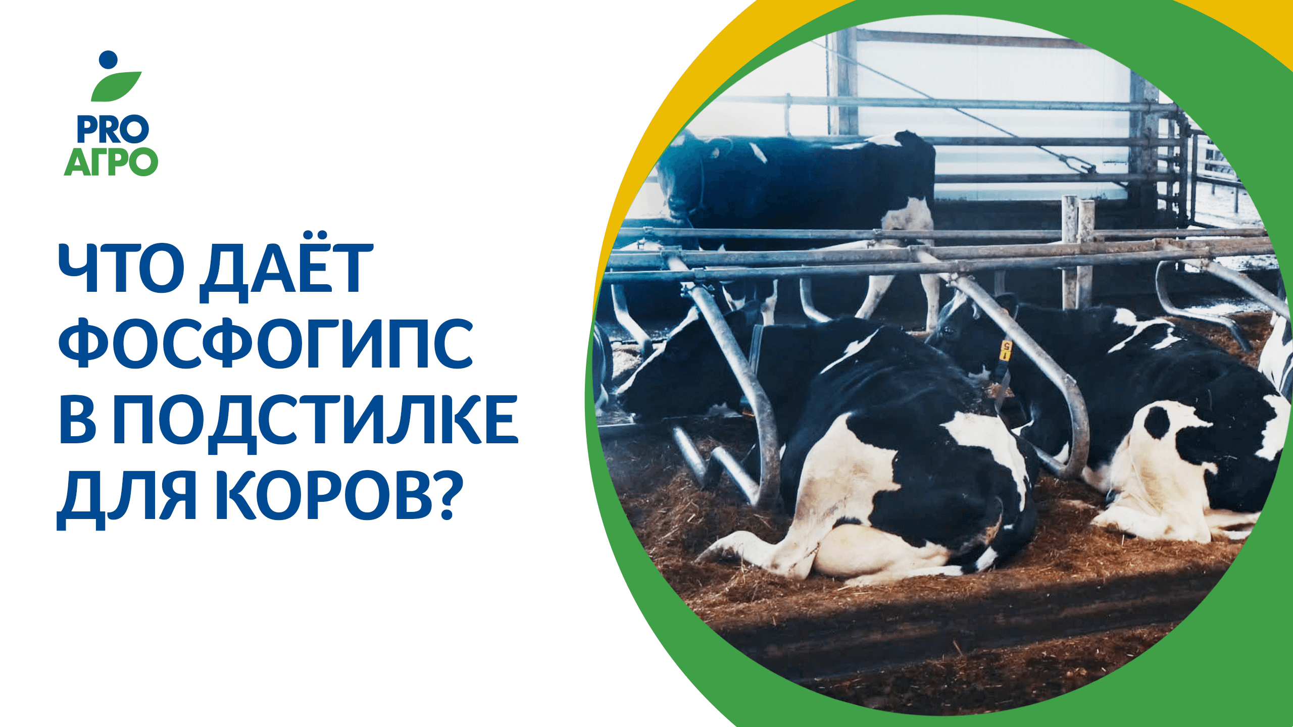 Что даёт фосфогипс в подстилке для коров?