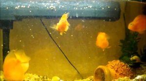 Аквариумные рыбки. Рыбка попугай. Кормление.