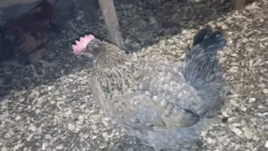 Яблочный уксус для кур несушек.