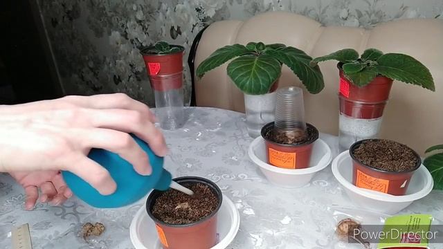 ПОСАДКА КЛУБНЕЙ ГЛОКСИНИИ,НА ФИТИЛЬНЫЙ ПОЛИВ. смотреть онлайн