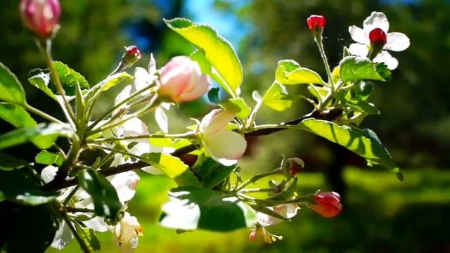 Я - магнит для мужчин! смотреть онлайн