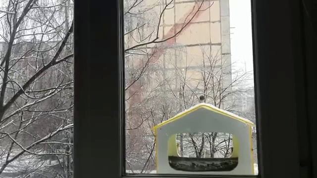 Снег Синицы Сурина гора смотреть онлайн