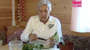 Советы тёти Тани. Черенкование малины