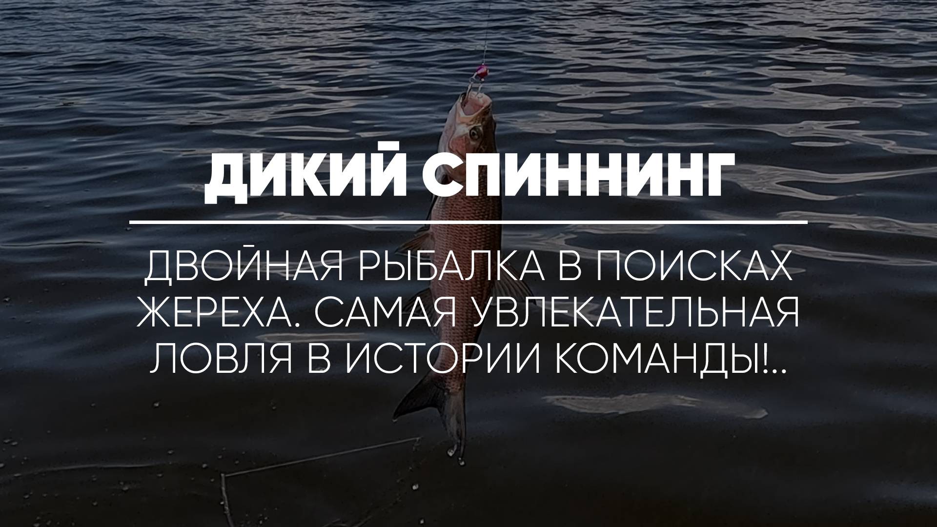 ДИКИЙ СПИННИНГ // Двойная рыбалка в поисках жереха. Самая увлекательная ловля в истории команды!..