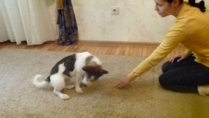 Как обучить командой собаку. Джек рассел терьер.