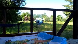 Это был заброшенный участок земли.