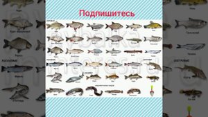 Самые распространенные пресноводные рыбы