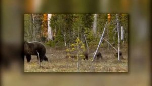 медведица с медвежатами