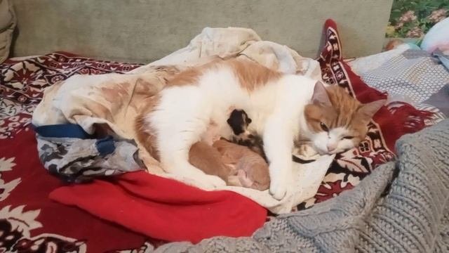 котята детишки