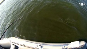 Сом на квок. Эпизод N2.Со мной ловят все!!!