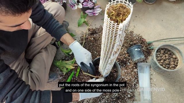 Syngonium Plant | How To Use Moss Pole For Syngonium?