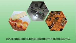 Селекционно-племенной центр пчеловодства