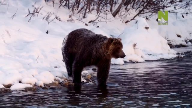 Дикие гризли Юкона смотреть онлайн