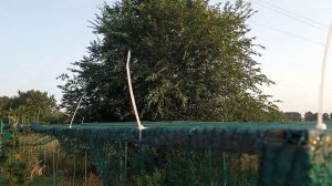 Затеняющая сетка Результат использования. Плюсы. Нужна или Нет?