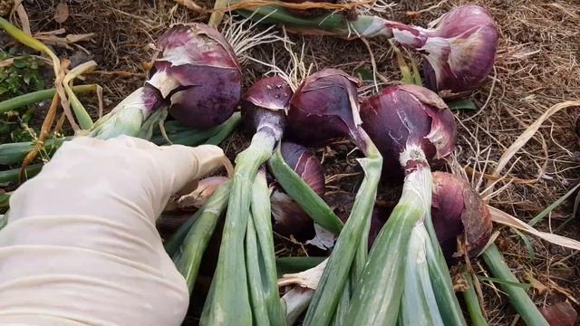 Эстония. Лук на репку за один сезон. часть вторая. итоги смотреть онлайн