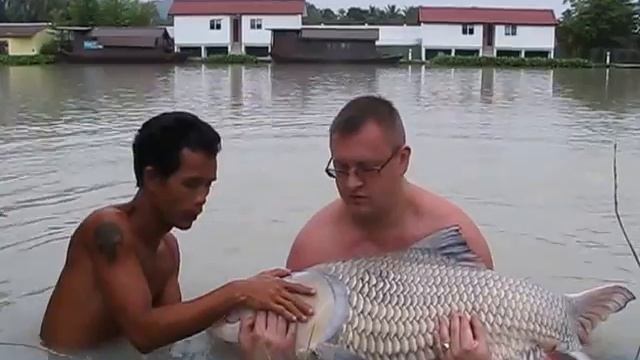 Рыбалка на Самуи. Сиамский карп. смотреть онлайн