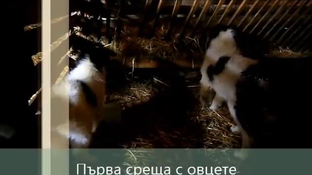 Предоставяне на каракачански кученца за охрана на овце смотреть онлайн