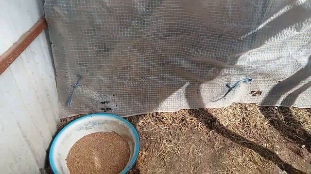 едим на дачу пересаживаем дикарку с петухом смотреть онлайн