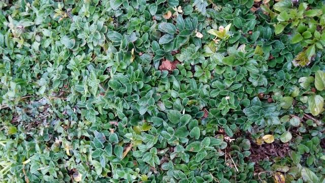 Oregano [Origanum vulgare] Supplier & Exporter [Leaves, Seeds, Essential Oil & Absolute] смотреть онлайн