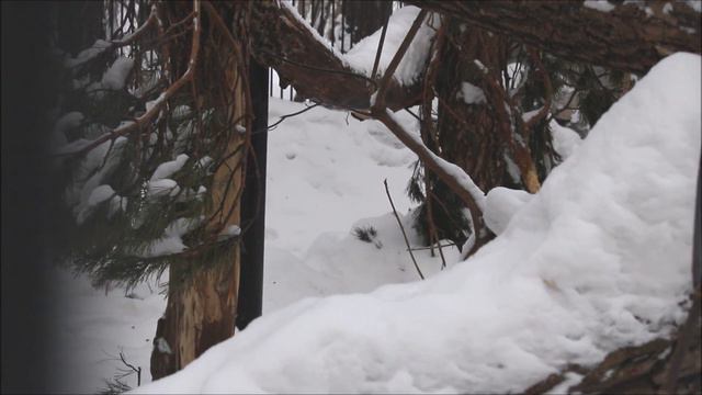 Снежные барсы Саян и Нарина 06.01.2024 смотреть онлайн