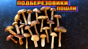 Подберезовики пошли в лесу в Подмосковье плюс белые грибы и лисички 01.09.2021