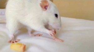 ? Крыс ест Сыр ?