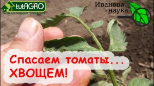 ЛИСТЬЯ ТОМАТА КРУТИТ? НИЧЕГО НЕ ПОКУПАЙТЕ! ПОМОЖЕТ ЭТО НАРОДНОЕ СРЕДСТВО.