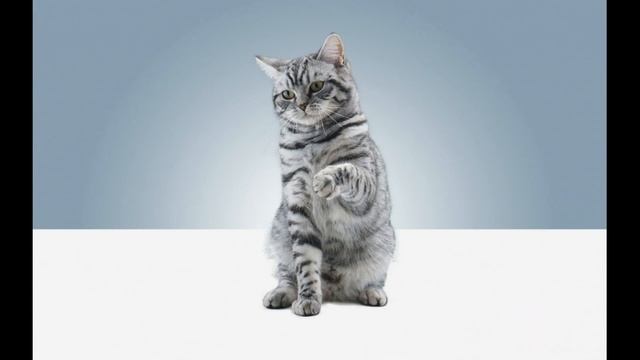 Узнав, почему коты топчут Вас лапками, будете шокированы! смотреть онлайн