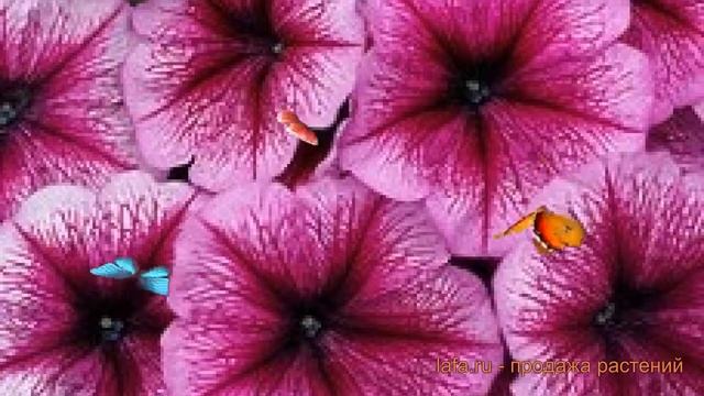 Петуния мультифлора Мамбо Джи Пи Плам ? обзор: как сажать, семена петунии Мамбо Джи Пи Плам смотреть онлайн