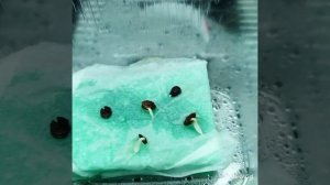 Посев мальвы махровой .