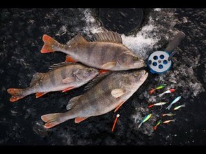 Ловля окуня на балансир.