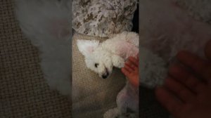 Прикольное видео собаки бишон фризе.#СИМБАЛИМБА