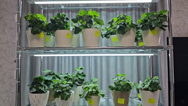 Мой стеллаж для пеларгоний, лампы и время досветки. смотреть онлайн