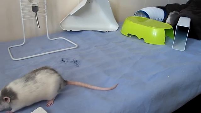 Нам 1 год и 4 месяца, Щуня и Щаня от МШ ;) смотреть онлайн