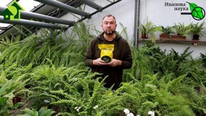 ОТ ПРОВОЛОЧНИКА, МЕДВЕДКИ, СЛИЗНЕЙ, КЛОПОВ, ХРУЩА, СОВКИ и КОЛОРАДСКОГО ЖУКА. Боверия или Метаризиу