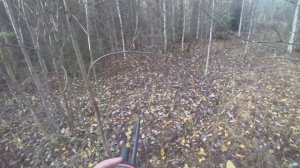 Охота с Западно-Сибирскими Лайками. Где весь зверь?Нашёл непонятную штуку в лесу.