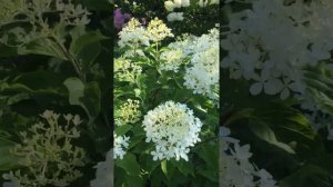 Phantom hydrangea