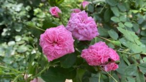 Розы Жасмина, Красная Шапочка, Пароле, Андре ле Нотр. Розы в саду 27 августа 2021г.