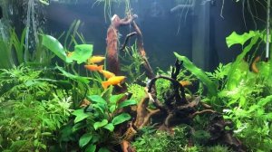 Аквариум juwel 120 lido