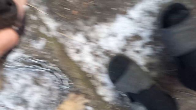 Брошенный питбуль Босс #pitbull смотреть онлайн