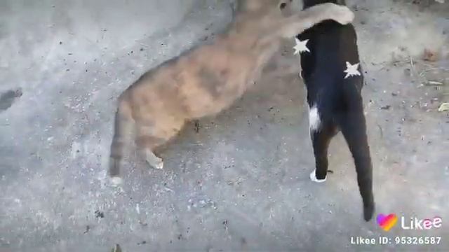 Capoeira Felina смотреть онлайн