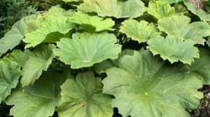 Астильбоидес