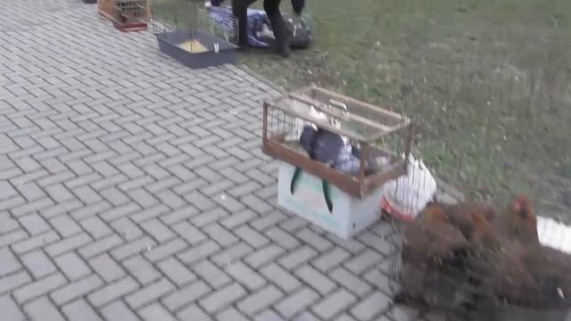 Выставка голубей в г Днепропнтровске 07 03 2020 г смотреть онлайн