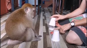 Обезьяна Эля. Pet monkey Ella.  Кручу верчу запутать хочу?