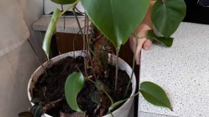 Как мне удалось спасти монстеру. Мои цветы. Мой опыт.