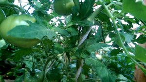 Хороший томатик Подснежник от Ольги Черновой.