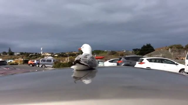 Кто гадит на наши машины красиво? смотреть онлайн