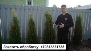 Живая изгородь из туи / как сажать и стричь