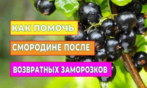 Как помочь смородине после возвратных заморозков?