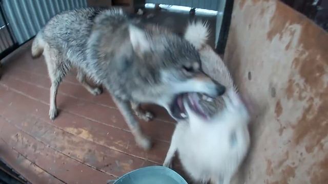 Самый громкий вой! Подключили воду. Волки принимают душ. смотреть онлайн